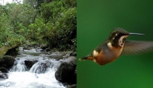 Mindo Bird Tours