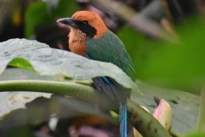 Mindo: 'Birds, Chocolate/Coffee and waterfalls'