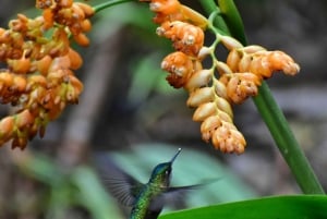 Mindo: 'Birds, Chocolate/Coffee and waterfalls'