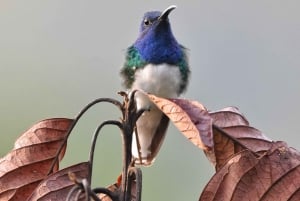 Mindo: 'Birds, Chocolate/Coffee and waterfalls'