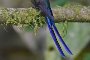 Mindo: 'Birds, Chocolate/Coffee and waterfalls'