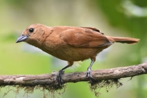 Mindo: 'Birds, Chocolate/Coffee and waterfalls'