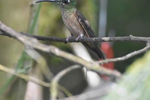 Mindo: 'Birds, Chocolate/Coffee and waterfalls'