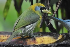 Mindo: 'Birds, Chocolate/Coffee and waterfalls'