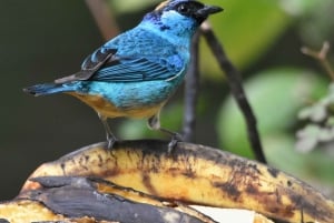 Mindo: 'Birds, Chocolate/Coffee and waterfalls'