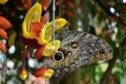 Mindo Butterfly Farm