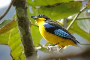 From Quito to Mindo: Cloud forest and waterfalls in 1 day.