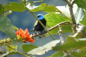 From Quito to Mindo: Cloud forest and waterfalls in 1 day.