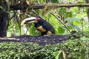 Circuito de observação de pássaros e floresta nublada de Mindo