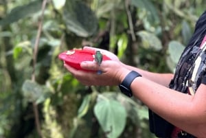 Circuito de observação de pássaros e floresta nublada de Mindo