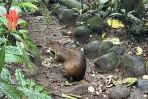 Circuito de observação de pássaros e floresta nublada de Mindo