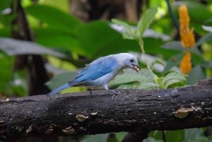 Mindo Cloud Forest and Birding Tour (wycieczka do lasu chmur i ptaków)