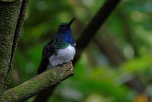 Forêt nuageuse de Mindo et observation des oiseaux