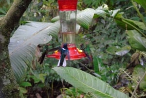 Floresta nublada de Mindo e passeio de observação de pássaros