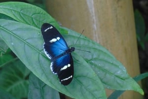 Mindo Cloud Forest and Birding Tour (wycieczka do lasu chmur i ptaków)