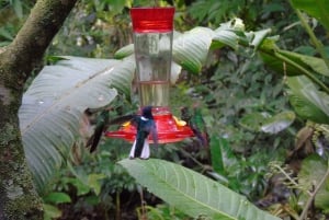 Forêt nuageuse de Mindo et observation des oiseaux