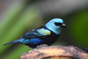 Mindo Wolkenwoud Vogels watervallen chocolade...