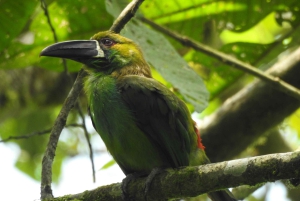 Mindo Cloud Forest Uccelli Farfalle cascate cioccolato...