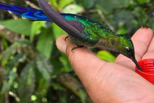 Mindo Cloud Forest Uccelli Farfalle cascate cioccolato...