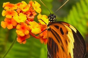 Mindo Cloud Forest Uccelli Farfalle cascate cioccolato...