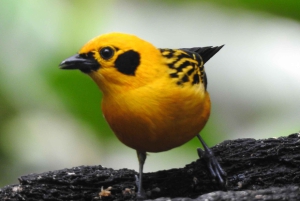 Mindo Cloud Forest Uccelli Farfalle cascate cioccolato...