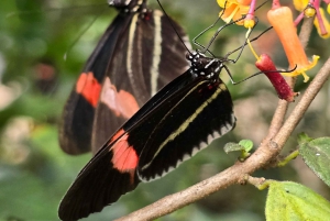 Mindo Cloud Forest Uccelli Farfalle cascate cioccolato...