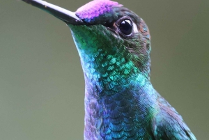 Mindo Cloud Forest Uccelli Farfalle cascate cioccolato...