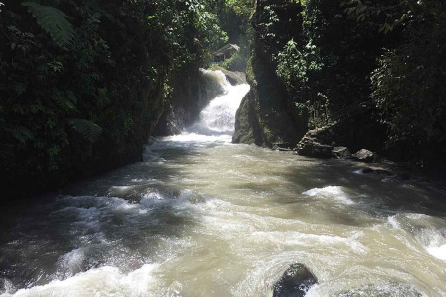 Tour di un giorno nella foresta pluviale di Mindo