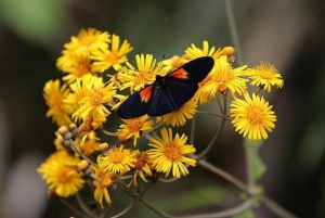 Tour di un giorno nella foresta pluviale di Mindo
