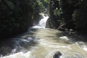 Tour di un giorno nella foresta pluviale di Mindo