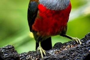 Från Quito: Mindo Cloud Forest dagsutflykt med transfer