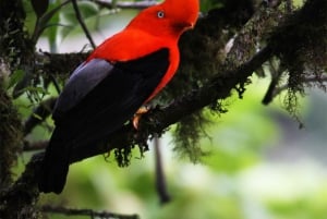 Mindo Cloud Forest Small Group Tour from Quito
