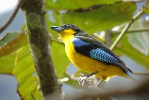 Circuito de observação de pássaros e floresta nublada de Mindo