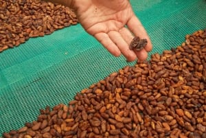 Viagem de 1 dia à Floresta Nublada de Mindo e ao Chocolate