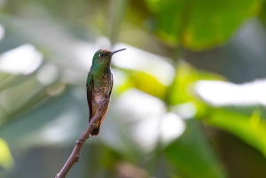 Mindo Full Day: Cloud Forest and Waterfalls