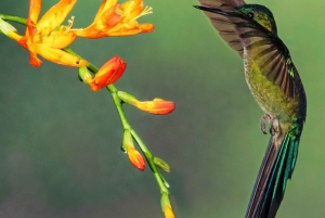 Mindo Full Day: Cloud Forest and Waterfalls