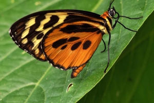 Mindo Full Day: Cloud Forest and Waterfalls