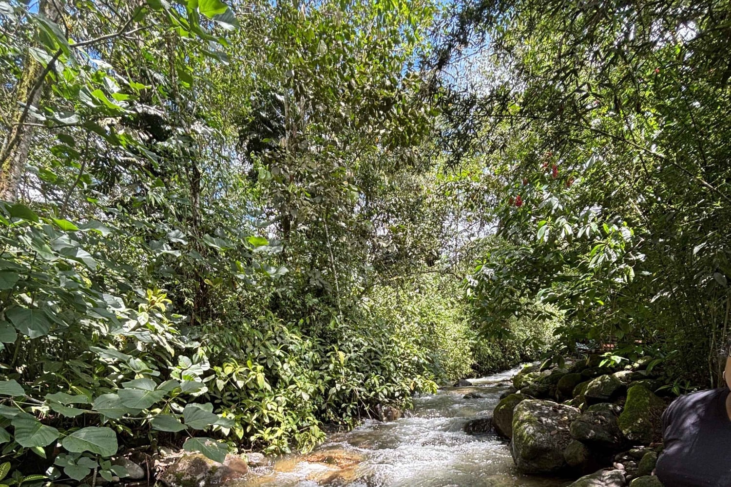 Mindo: Sensory massage in nature, experience the cloud forest