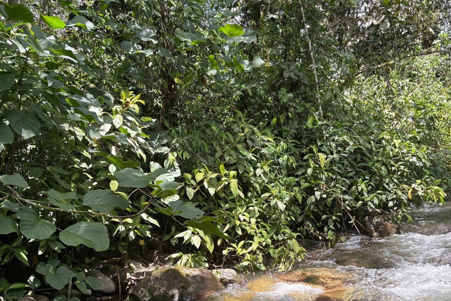 Mindo: Sensory massage in nature, experience the cloud forest