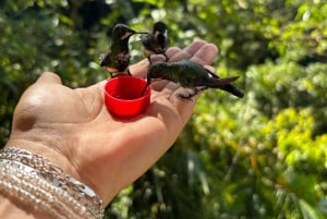 Mindo: Sensory massage in nature, experience the cloud forest