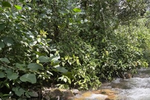 Mindo: Sensory massage in nature, experience the cloud forest