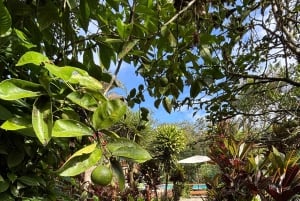 Mindo: Sensory massage in nature, experience the cloud forest