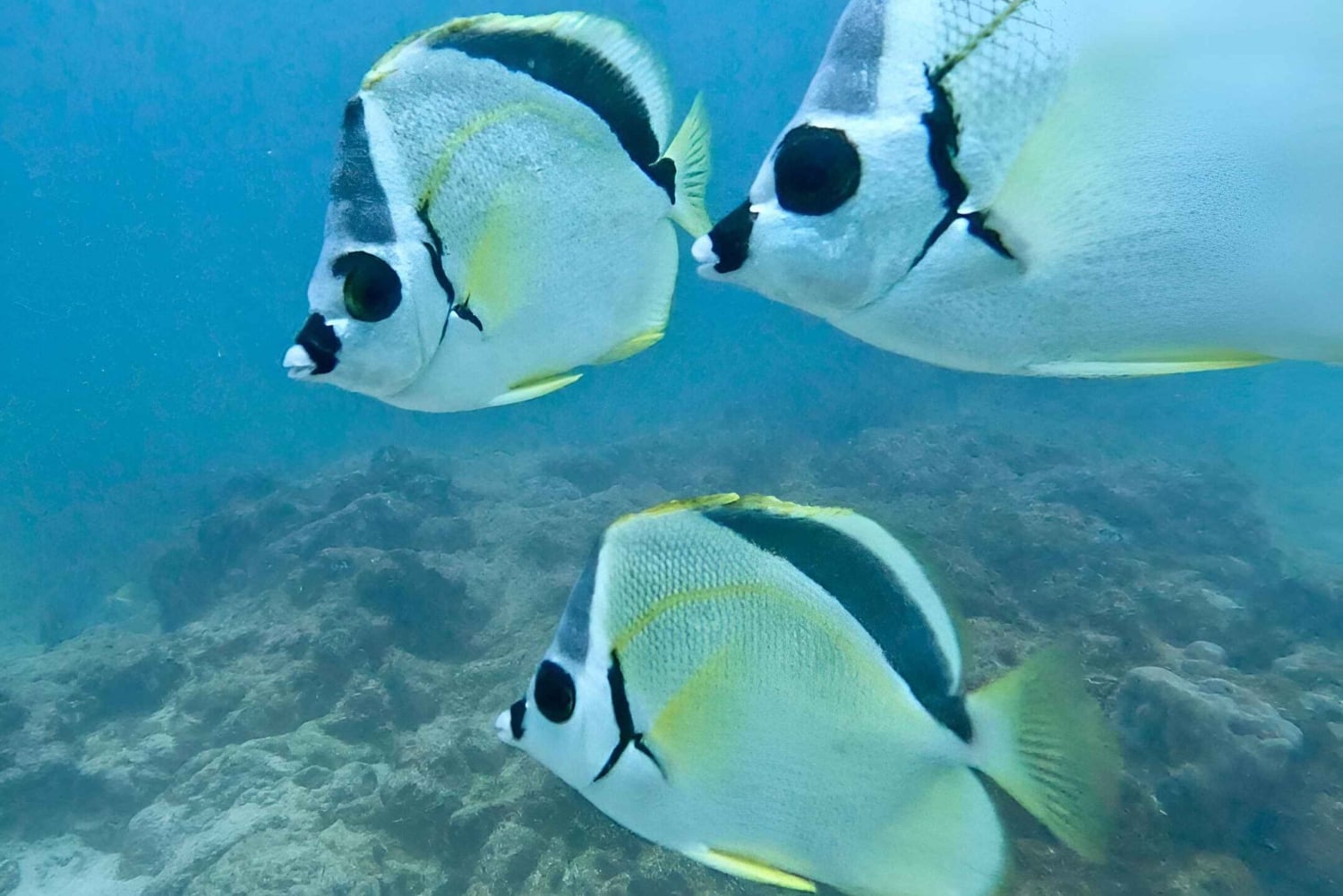 الغوص في موسكويرا - كنوز الغوص في غالاباغوس
