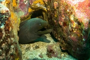 MOSQUERA TAUCHEN - GALAPAGOS TAUCHEN SCHÄTZE