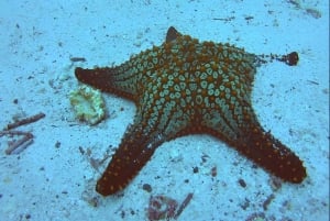 MOSQUERA TAUCHEN - GALAPAGOS TAUCHEN SCHÄTZE