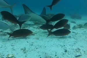 MOSQUERA TAUCHEN - GALAPAGOS TAUCHEN SCHÄTZE