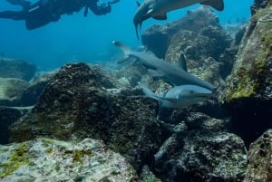 MOSQUERA TAUCHEN - GALAPAGOS TAUCHEN SCHÄTZE