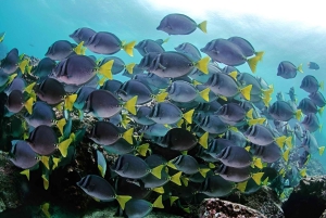 الغوص في موسكويرا - كنوز الغوص في غالاباغوس