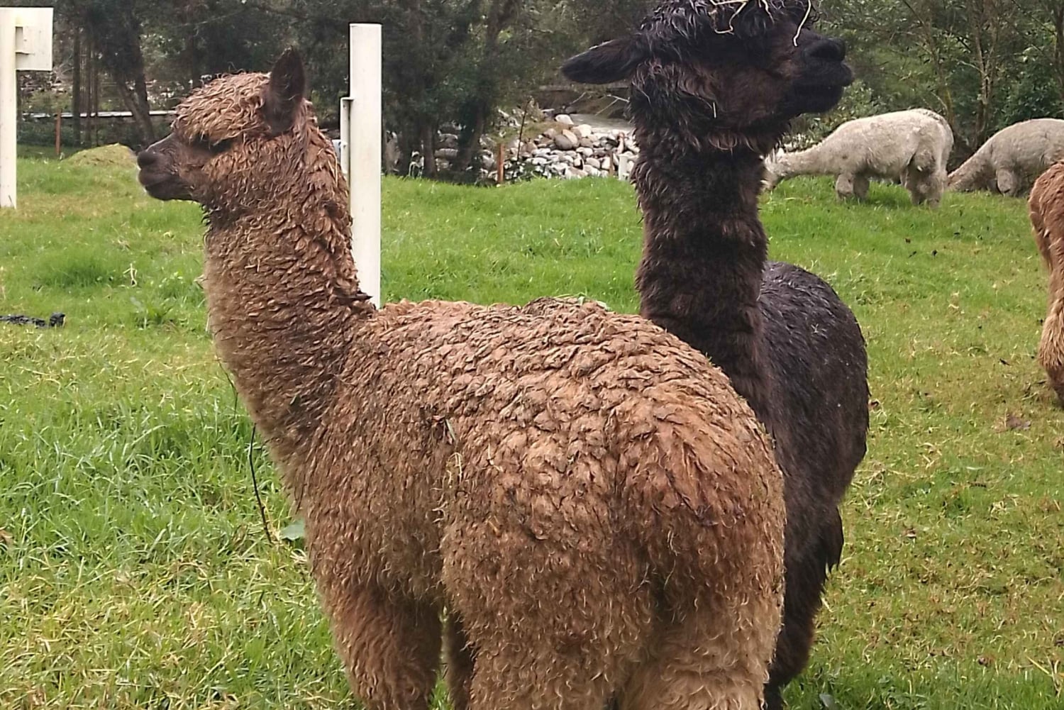 Near Papallacta: hiking in a private nature reserve + lunch