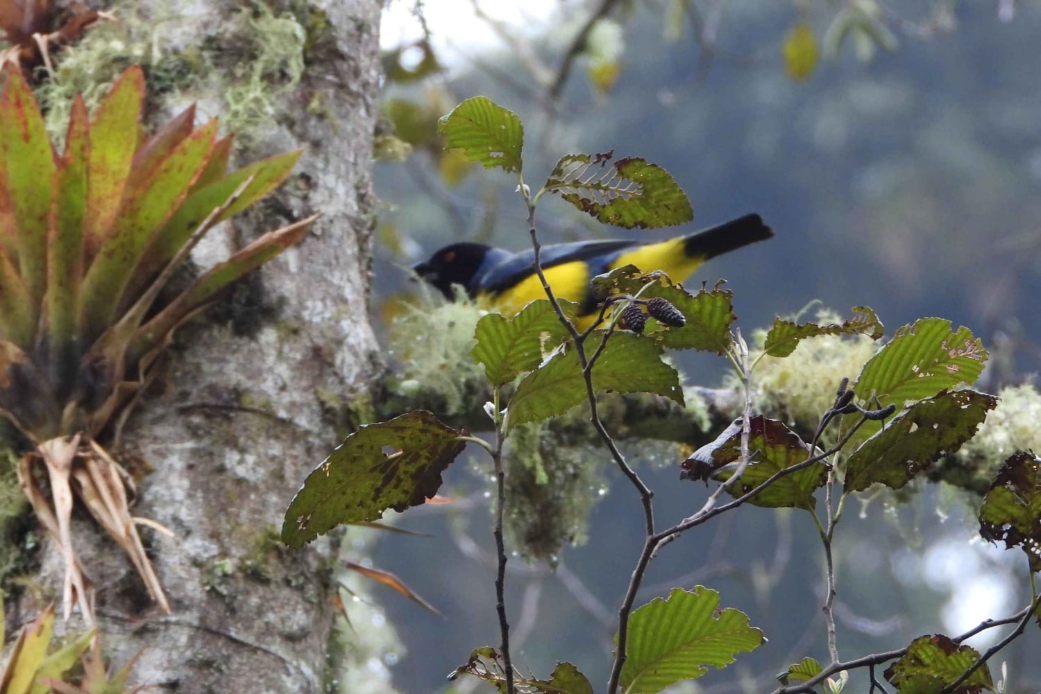 Near Papallacta: hiking in a private nature reserve + lunch